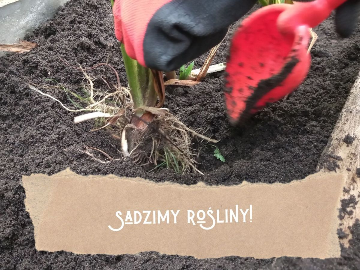 Ogród deszczowy: sadzenie&nbsp;roślin!